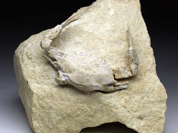 freiprparierte Krabbe aus Italien