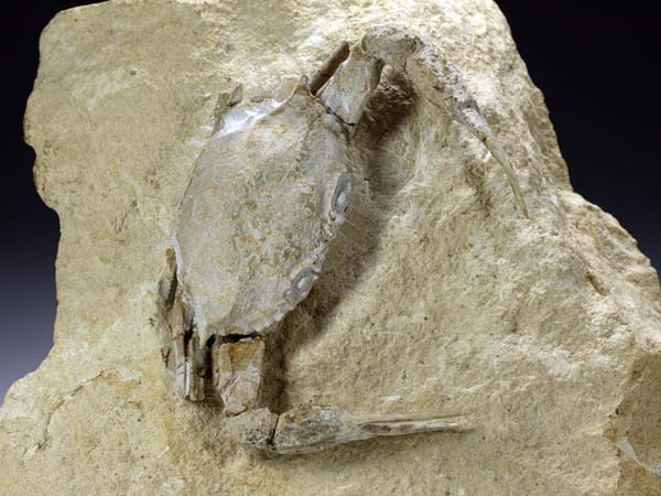 freiprparierte Krabbe aus Italien