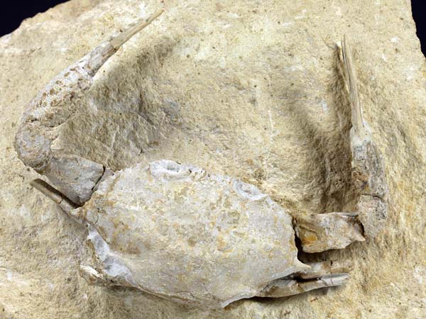 freiprparierte Krabbe aus Italien