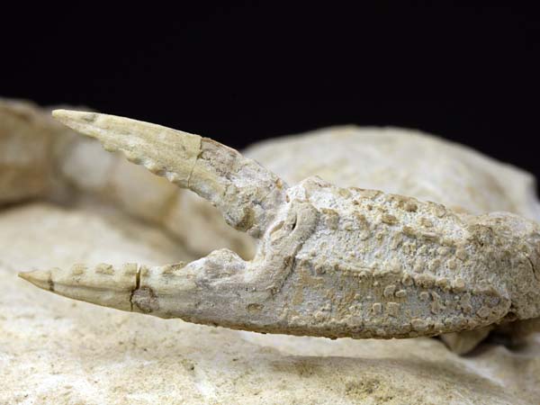 freiprparierte Krabbe aus Italien