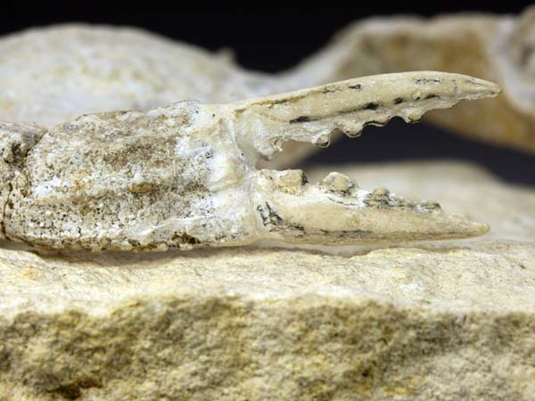 freiprparierte Krabbe aus Italien