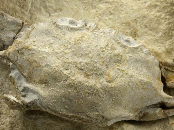 freiprparierte Krabbe aus Italien