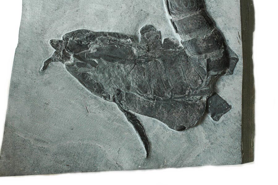 Seeskorpion (eurypterus) aus dem Silur