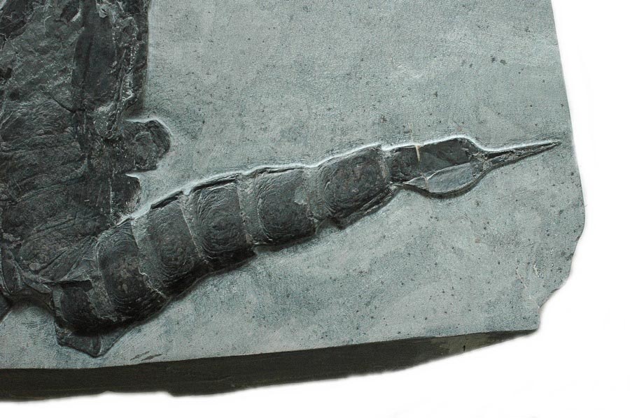 Seeskorpion (eurypterus) aus dem Silur