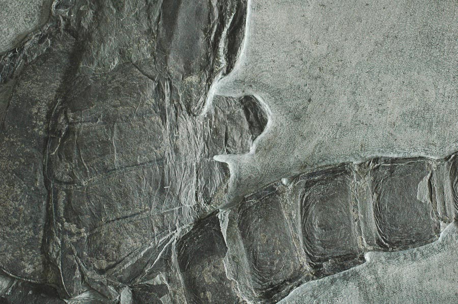 Seeskorpion (eurypterus) aus dem Silur