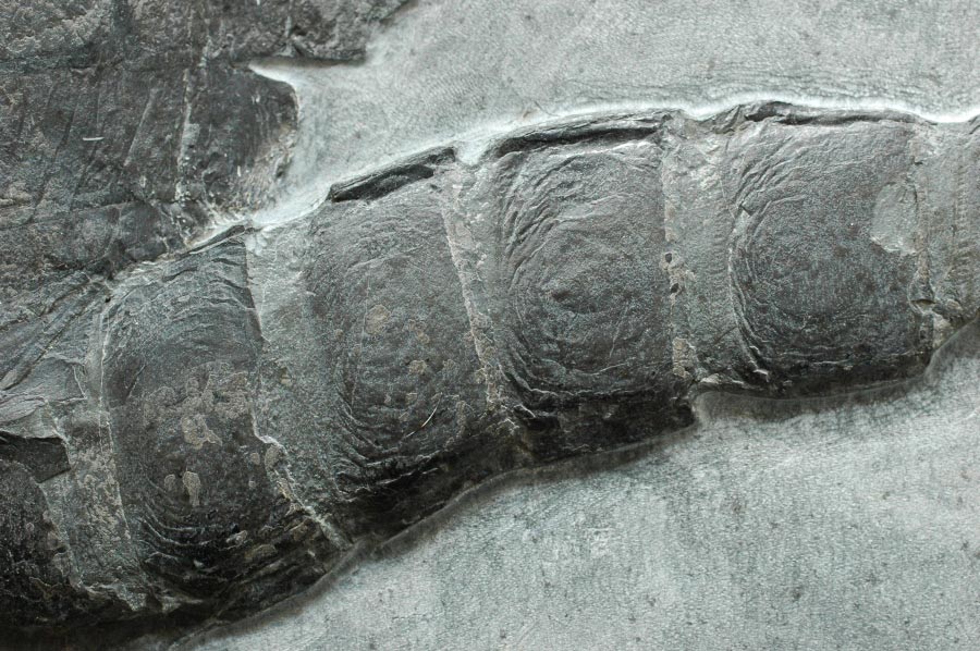 Seeskorpion (eurypterus) aus dem Silur