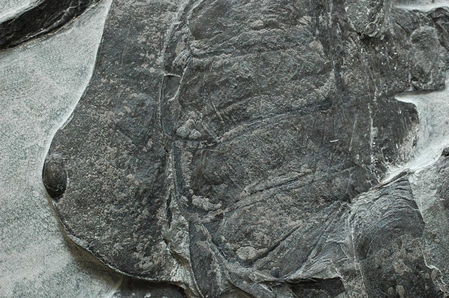 Seeskorpion (eurypterus) aus dem Silur