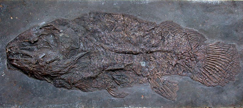 Fisch aus Messel: Schlammfisch