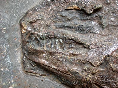 Fisch aus Messel: Schlammfisch