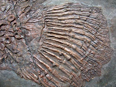 Fisch aus Messel: Schlammfisch