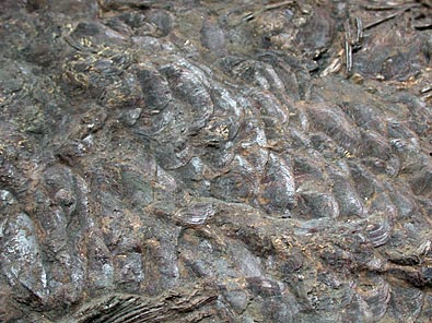 Fisch aus Messel: Schlammfisch
