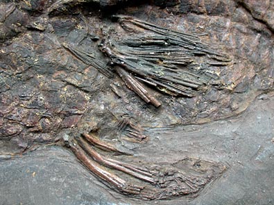Fisch aus Messel: Schlammfisch