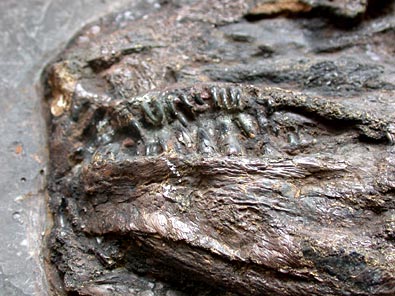 Fisch aus Messel: Schlammfisch