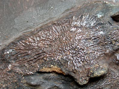 Fisch aus Messel: Schlammfisch