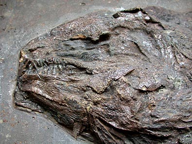 Fisch aus Messel: Schlammfisch