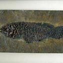 Fossilien aus der Grube Messel