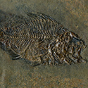 Fossilien aus der Grube Messel