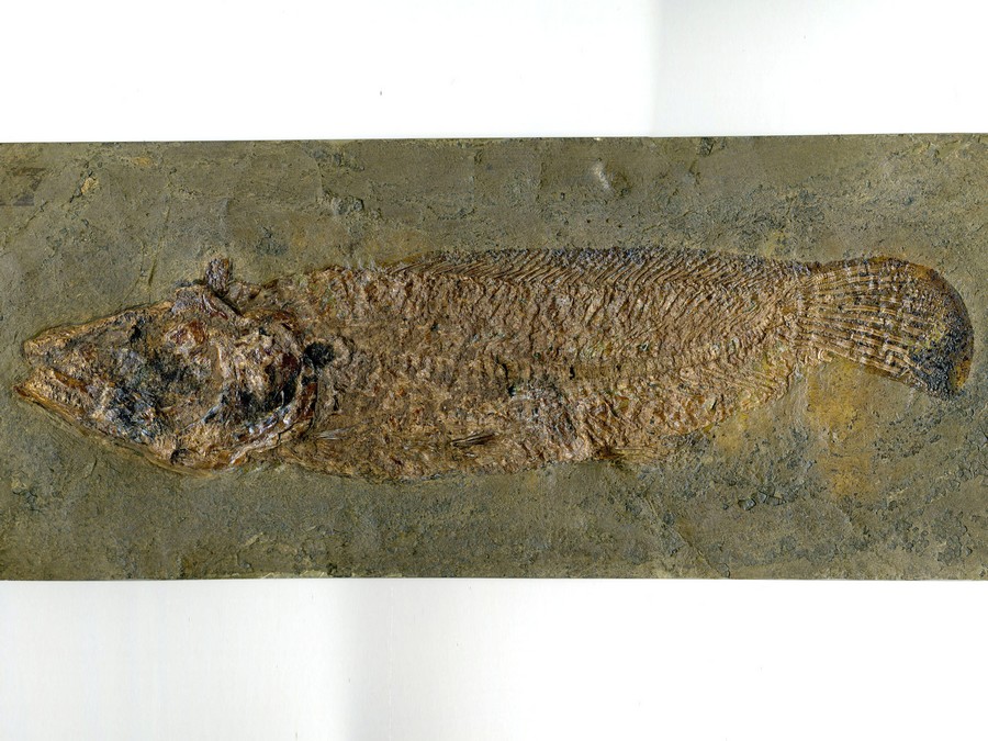 Schlammfisch, Cyclurus kehreri
