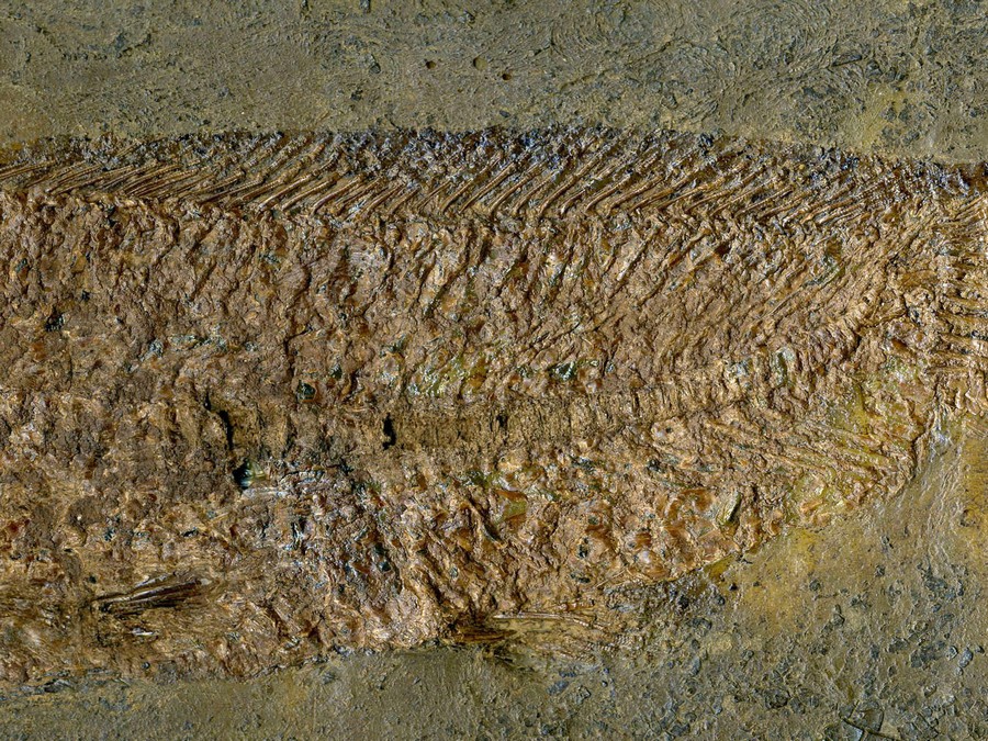 Schlammfisch, Cyclurus kehreri