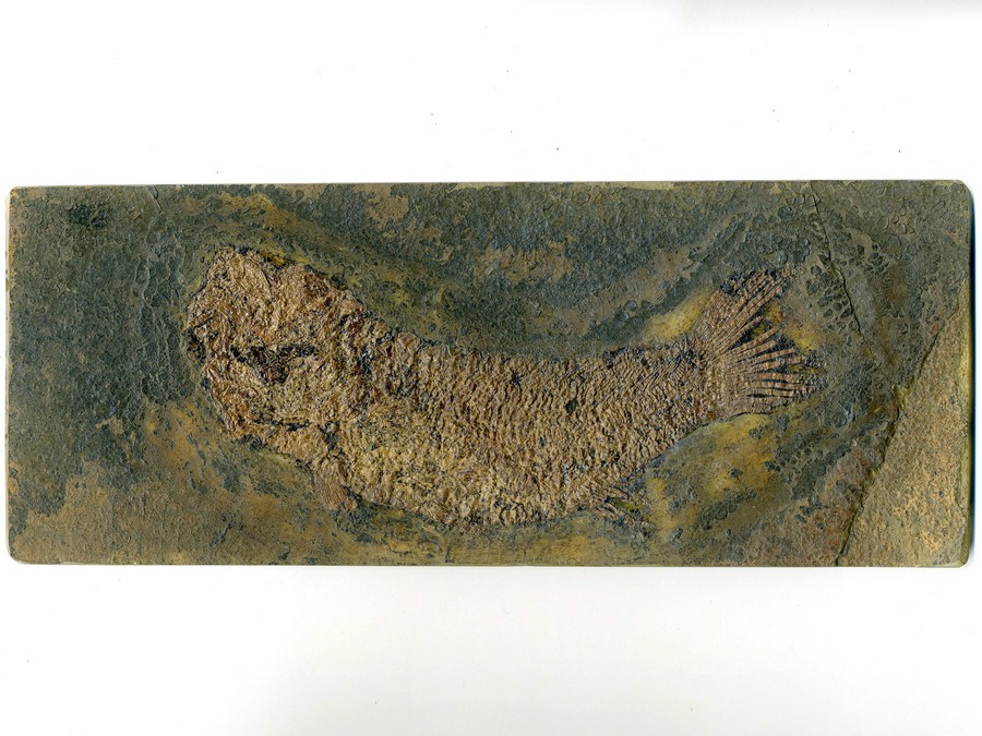 Schlammfisch, Cyclurus kehreri