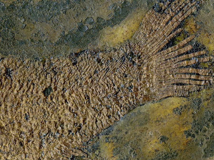 Schlammfisch, Cyclurus kehreri