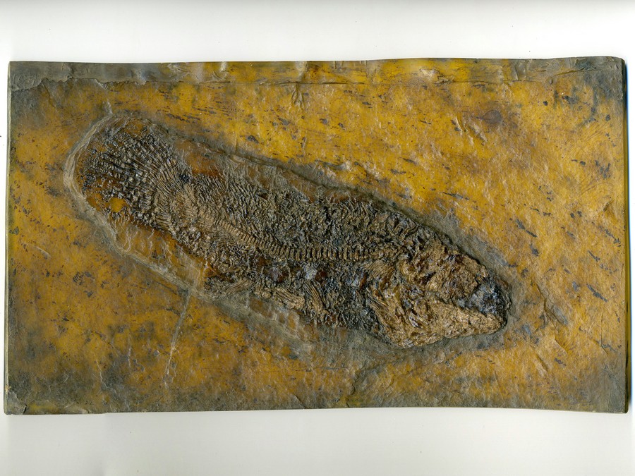 Schlammfisch, Cyclurus kehreri