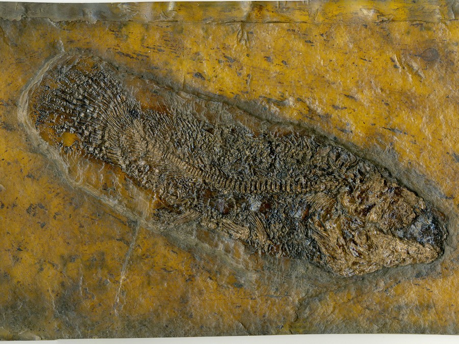 Schlammfisch, Cyclurus kehreri