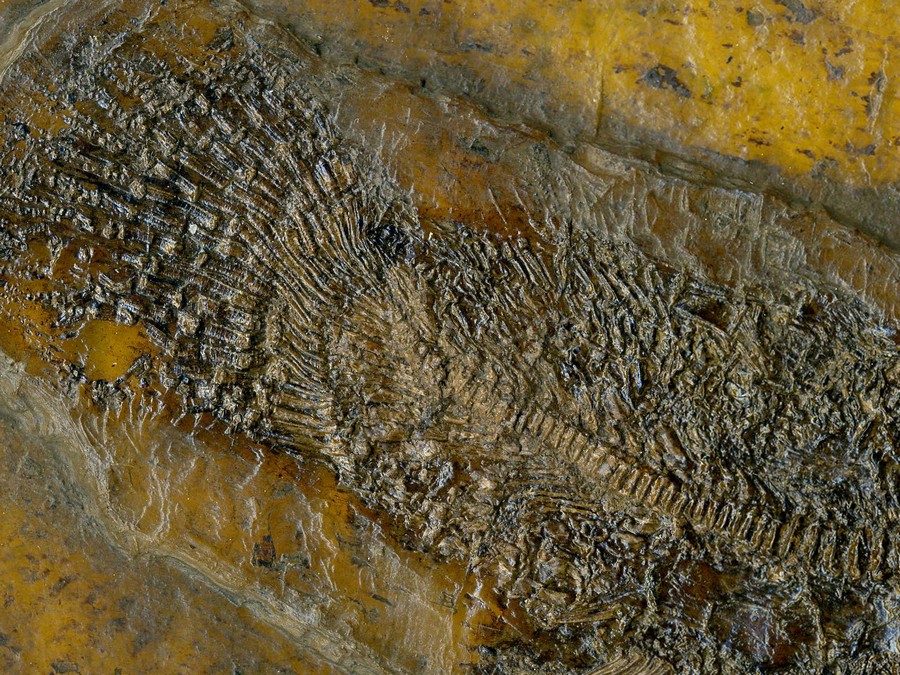 Schlammfisch, Cyclurus kehreri