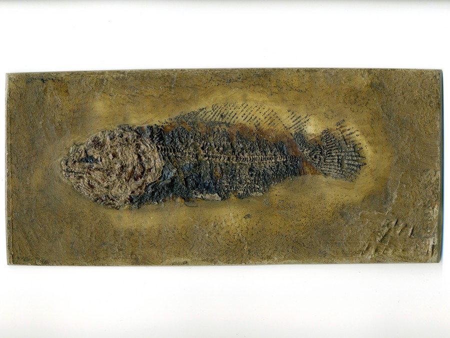 Schlammfisch, Cyclurus kehreri