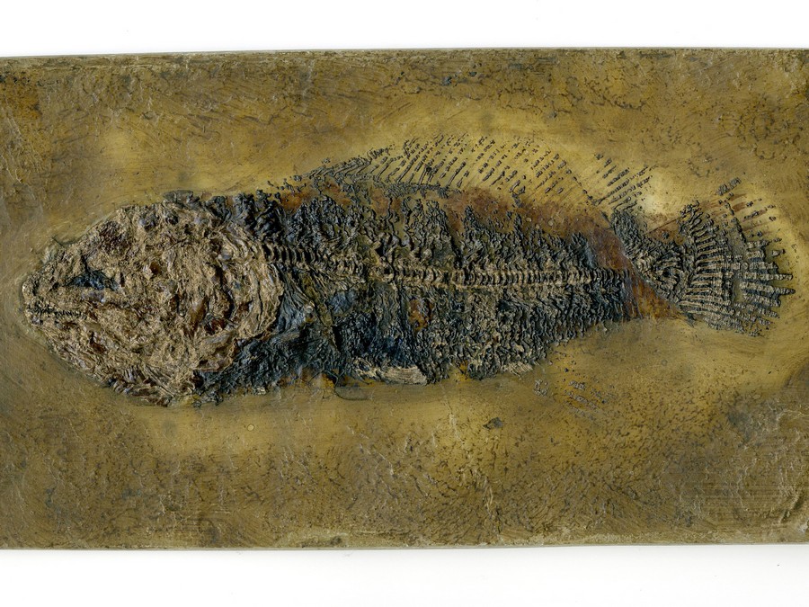 Schlammfisch, Cyclurus kehreri