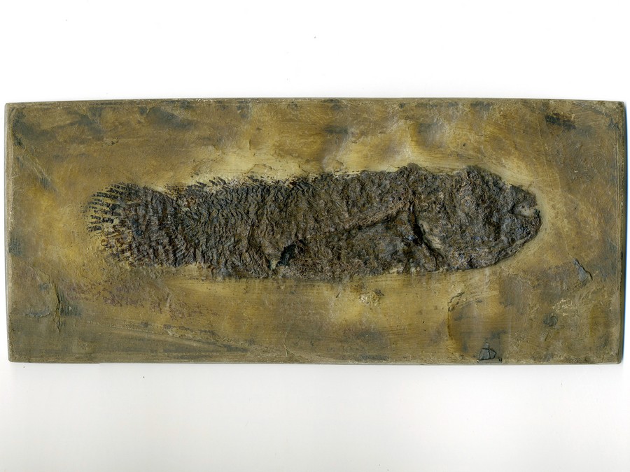 Schlammfisch, Cyclurus kehreri