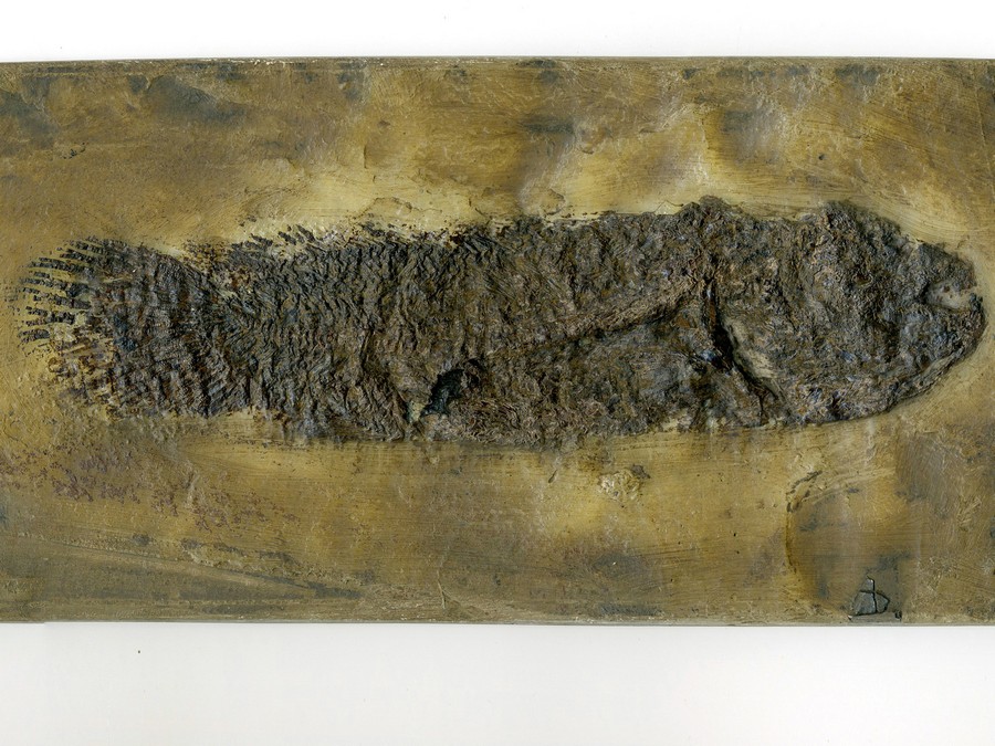 Schlammfisch, Cyclurus kehreri