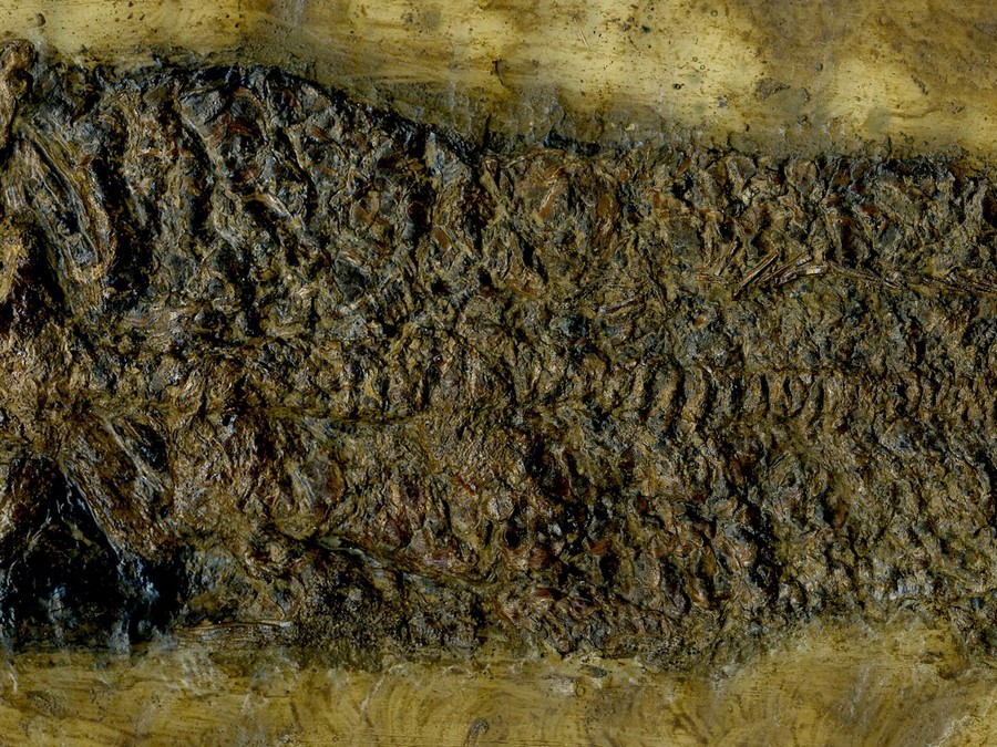 Schlammfisch, Cyclurus kehreri