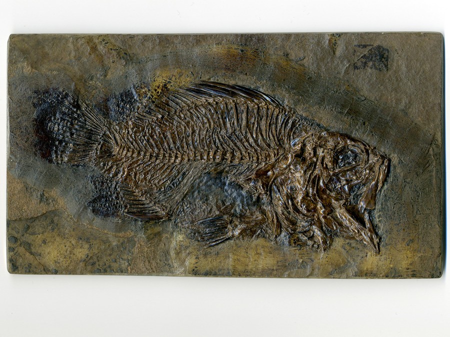 Barsch, Amphiperca