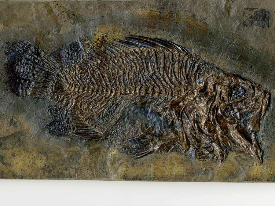Barsch, Amphiperca