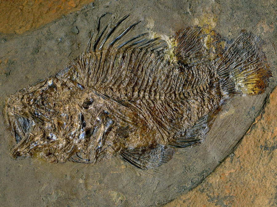 Barsch, Amphiperca