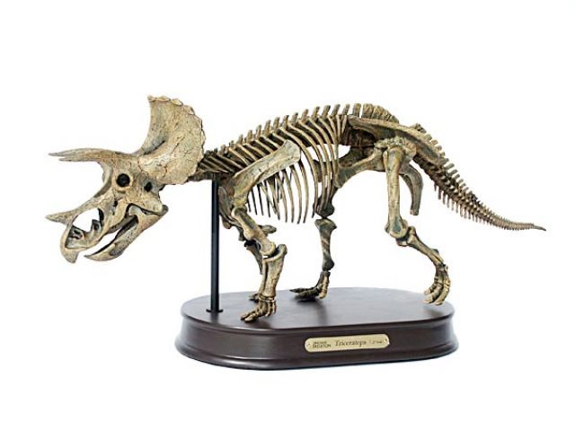 Triceratops Skelett