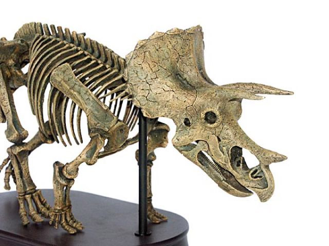 Triceratops Skelett
