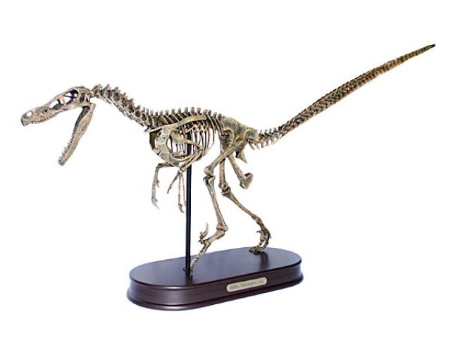 Velociraptor Skelett