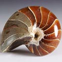 versteinerte Nautiliden aus Madagaskar