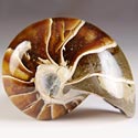 Nautiliden aus Madagaskar
