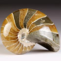 Nautiliden aus Madagaskar