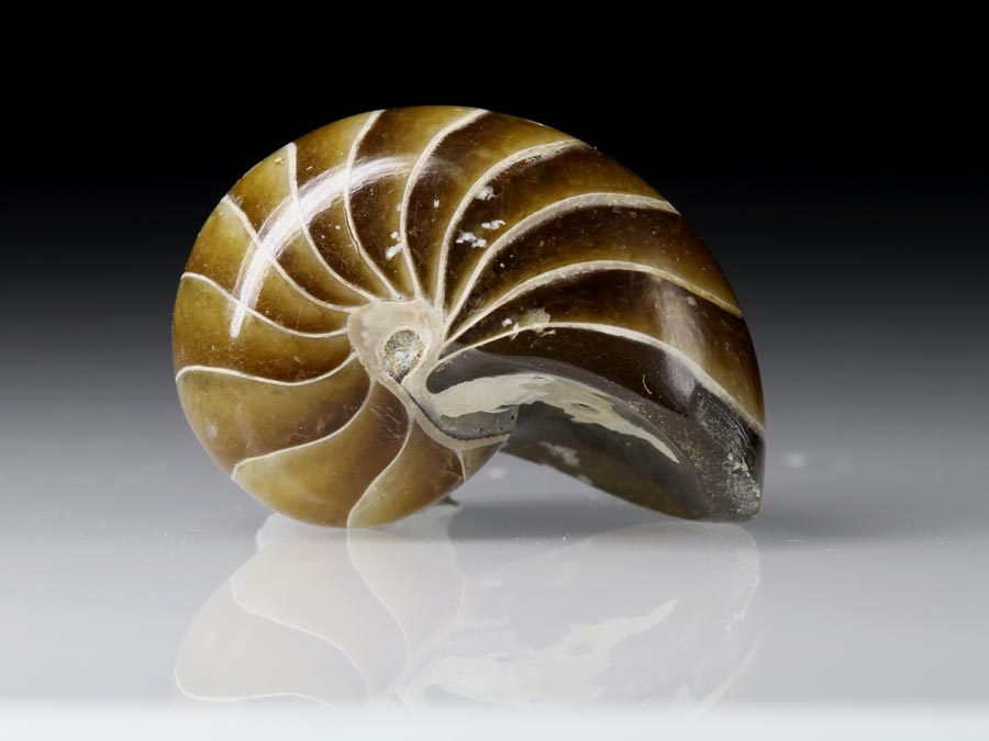 Nautilus aus Madagaskar