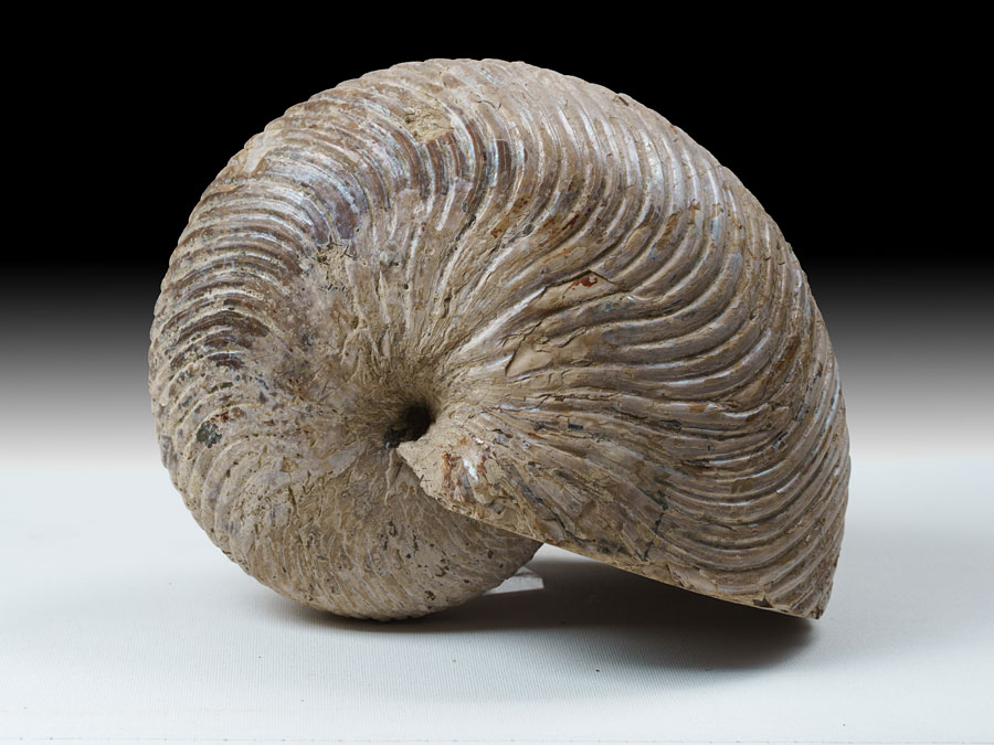 Nautilus aus Madagaskar
