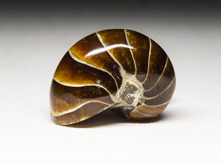 Nautilus aus Madagaskar