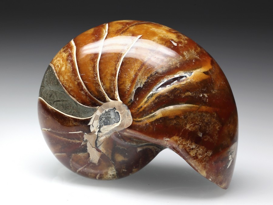 Versteinerter Nautilus aus Madagaskar