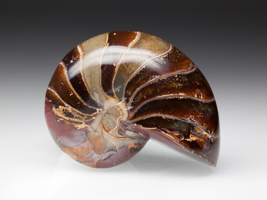 Versteinerter Nautilus aus Madagaskar