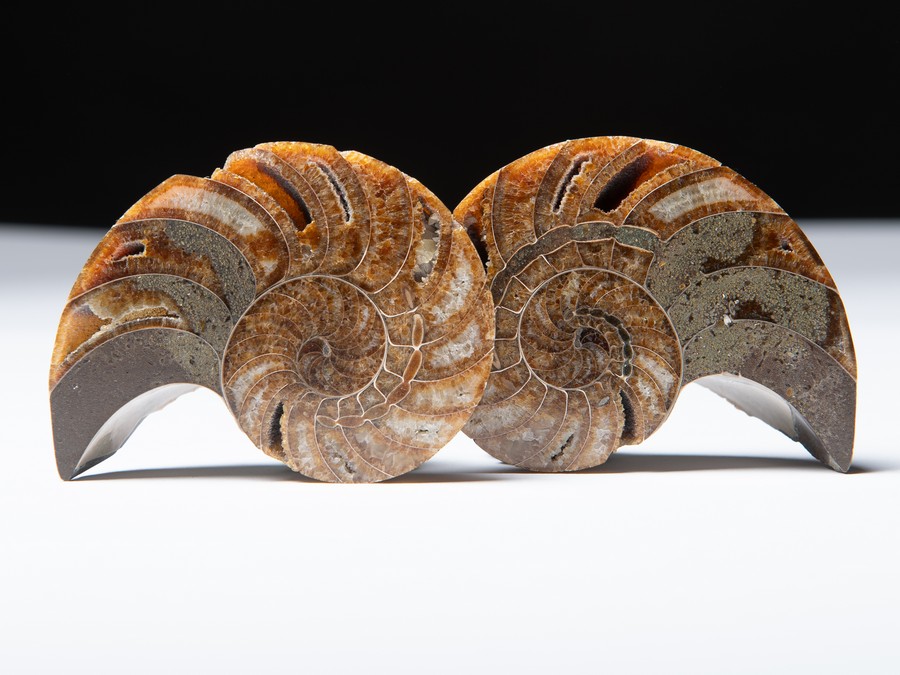 Nautilus cymatoceras