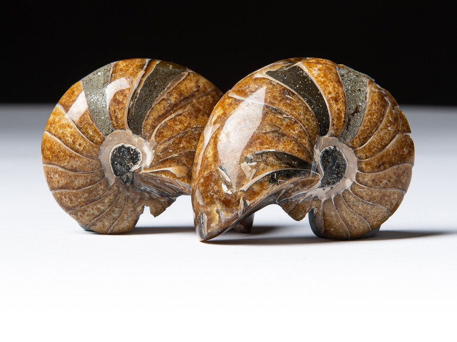 Nautilus cymatoceras