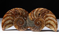 Nautilus cymatoceras